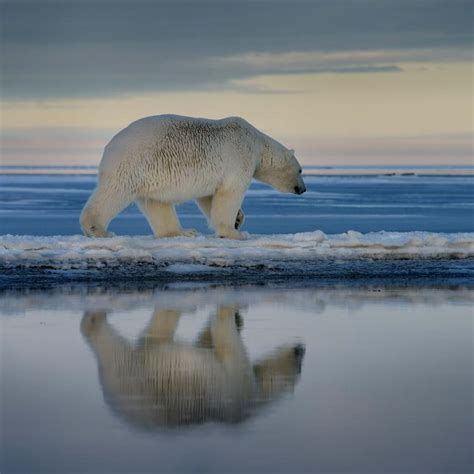 Polar Bear In Kaktovik Witness The Polar Bears From The Arctic Coast