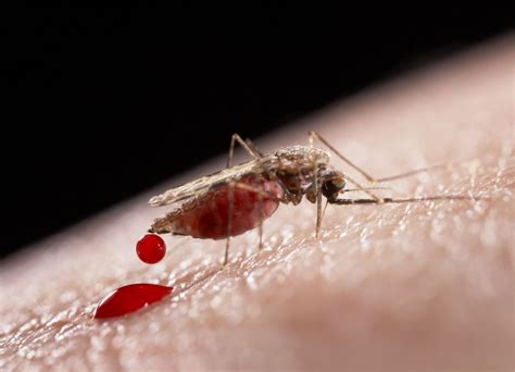 Contact your local extermination and pest control to discuss options to ensure eradication. Top 7 Bugs That Feed on Humans