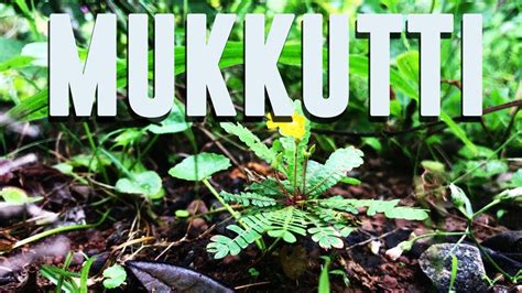 Mukkutti Medicinal Uses And Facts Biophytum Sensitivum Youtube
