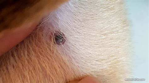 A Black Lump On The Dog And Its Not A Tick What Is Viral Papilloma