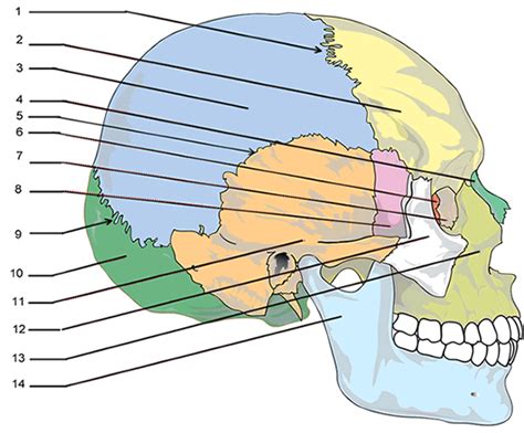 Labeling Of A Skull