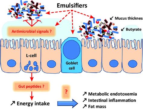 Emulsifiers are the chemicals that make emulsions happen. Food additives known as dietary emulsifiers may adversely ...