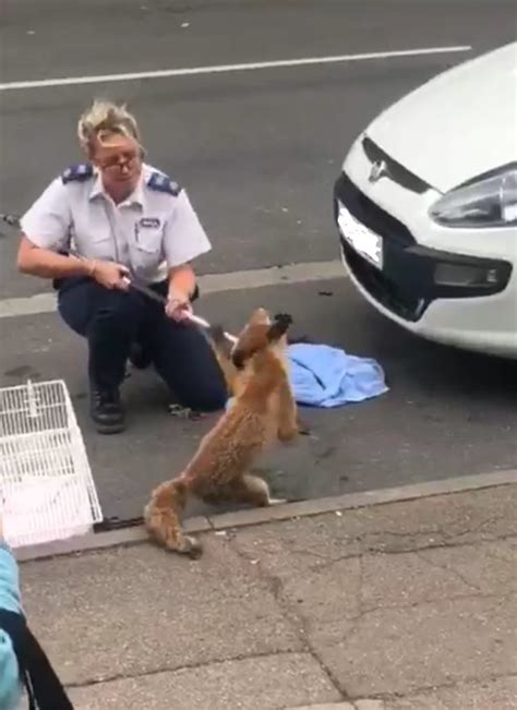 Fox Survives 12 Hours Stuck In Car Grille After Accident Express And Star