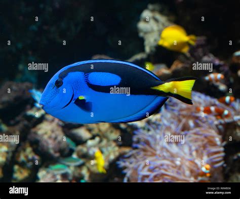 Indo Pacific Marine Life Hi Res Stock Photography And Images Alamy