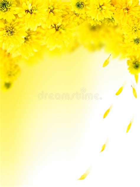 Fiori gialli spontanei inverno / numerosi sono i fiori invernali spontanei che possiamo vedere girando nel territorio del sud est milanese gallery natura 7giorni : Pagina con i fiori gialli fotografia stock. Immagine di ...