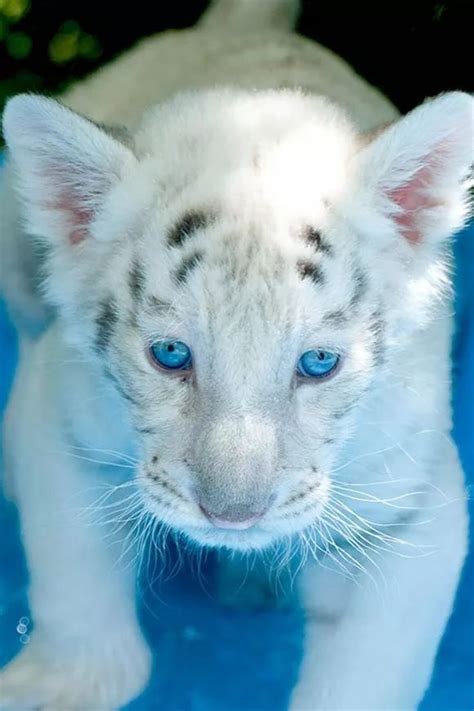 Pin De Bobbi Seaman En Tigers Animales Adorables Animales Albinos