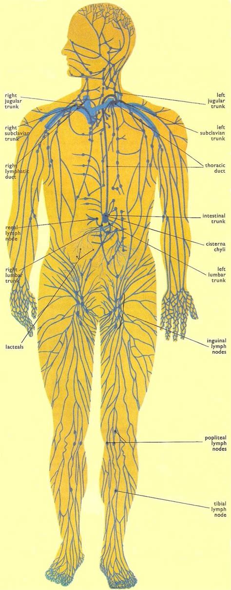 Lymphatic System Do What And What Is On Pinterest