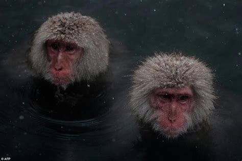 We did not find results for: Even monkeys need a spa day Japan study finds | Daily Mail ...