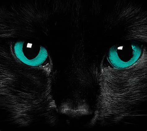 1920x1080px 1080p Free Download Cat Eyes Cat Dark Eyes Turquoise