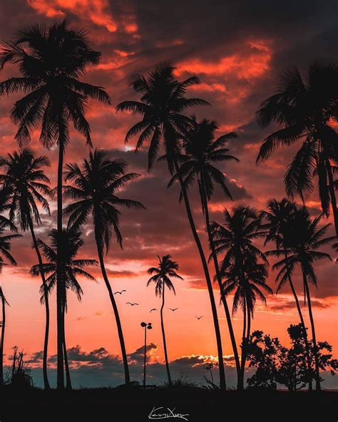 Palm Tree Sunset wallpaper by behdad23 - 0b - Free on ZEDGE™