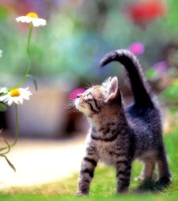 Find the perfect cat flowers stock illustrations from getty images. squirrel hobbies: cats and flowers, thank you google images.