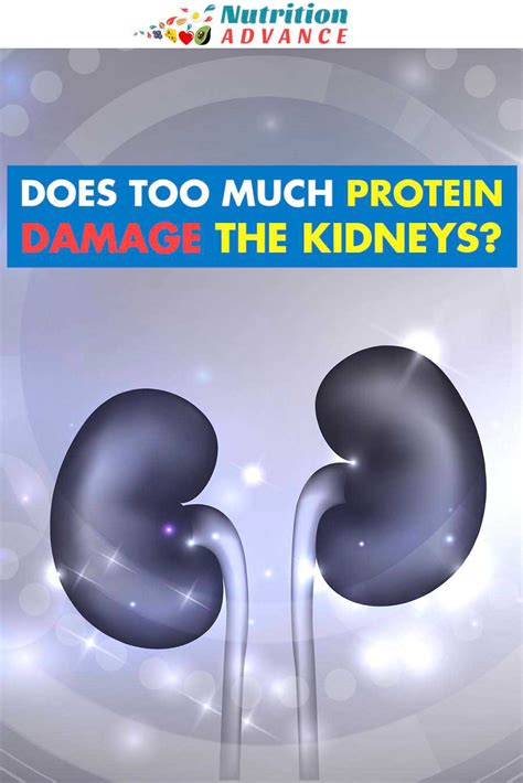 Can Too Much Protein Cause Kidney Damage Nutrition Advance