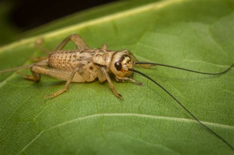 They were just regular teenagers. House Crickets Pest Control • Madison County Termite and ...