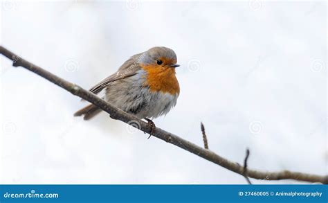 Robin Is Sitting On A Branch Stock Image Image Of Season Short 27460005