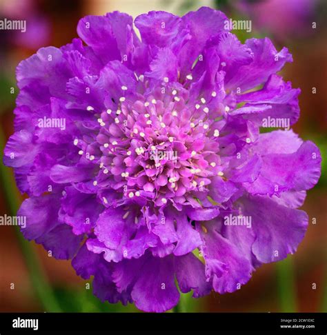 Close Up Of A Single Pretty Full Framed Purple Scabious Flower With A