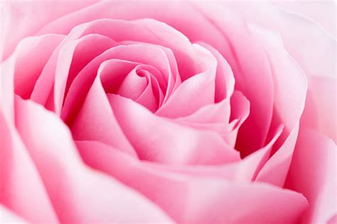 Closeup Of The Light Pink Rose Selective Focus Stock Photo Download