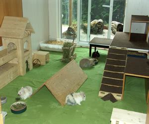 122 kaninchen auf dem balkon und in bettkästen: Praxis für kleine Heimtiere Dr. Anja Ewringmann