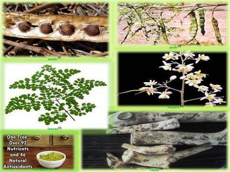 Philippine Herbal Plants And Their Uses Malunggay