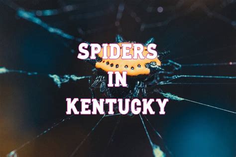 Common Spiders In Kentucky With 3 Venomous Species