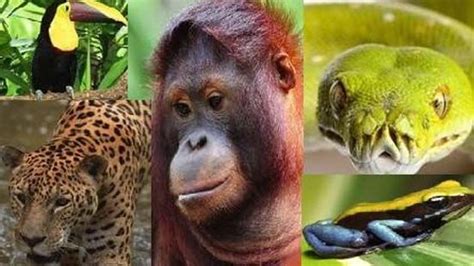 Scientists have divided a rainforest. What are adaptations of tropical rainforest animals - the ...