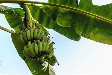 Raw Green Banana Fruit On The Banana Tree Stock Photo Image Of Fresh