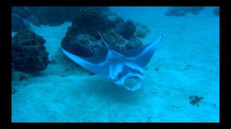 Scuba Diving With A Baby Manta Ray Bora Bora Hd 1080p Youtube