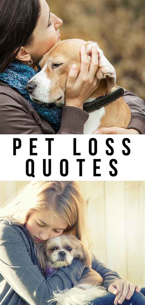 Pet Loss Quotes To Help You Through The Toughest Of Times