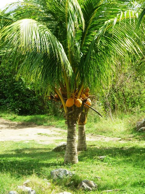 To view each coconut palm tree picture in full size just click on the palm tree picture you like. sudden lunch! ~ suzy bowler: January 2011