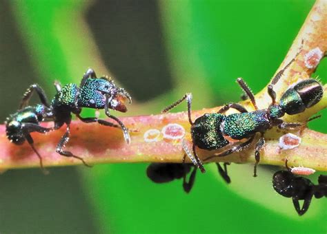 Ants Wannabe Entomologist