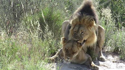 Lions Mating What Stamina Every 7 Minutes Youtube