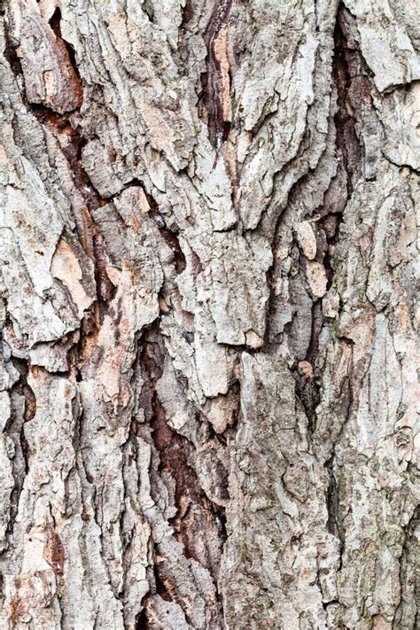 Rough Bark On Old Trunk Of Larch Tree Close Up Stock Image Image Of