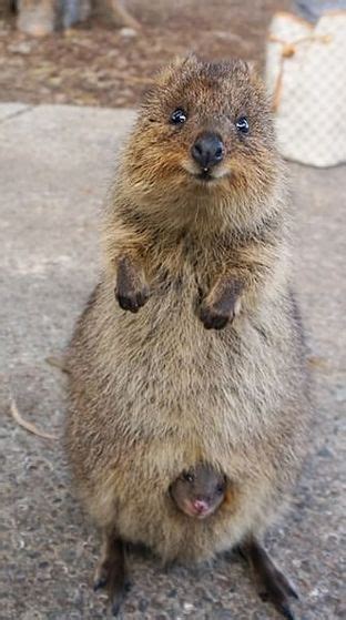 How do you pronounce its name? Quokka - Facts, Information and Pictures | Cute animals ...