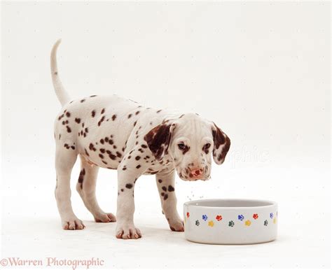 Dog Dalmatian Pup Drinking From A Bowl Photo Wp22423