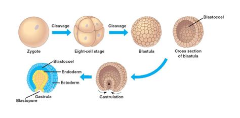 What Is The Difference Between Blastula And Gastrula Proprofs Discuss
