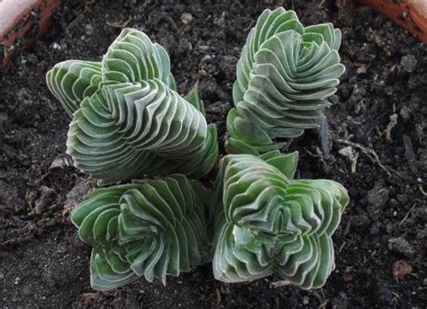 Maybe you would like to learn more about one of these? Piante grasse succulente - Piante Grasse - Conoscere le succulente