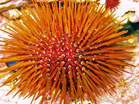 Close Up Urchin Stock Photo Image Of Underwater Thorn 18809264