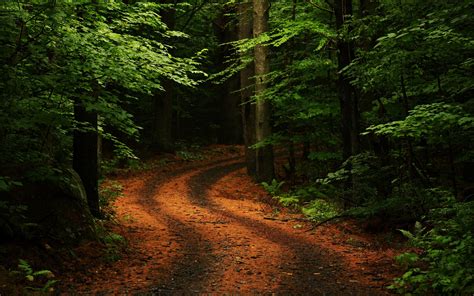 Free Download Forest Road Best Nature Wallpapers 2560x1600 For Your
