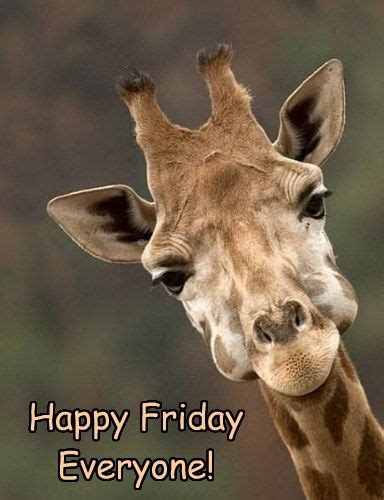 Happy Friday Everyone Giraffe Pictures Animals Wild Funny Animals
