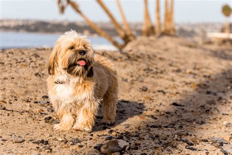 Lhasa Apso Mixes Pupvine