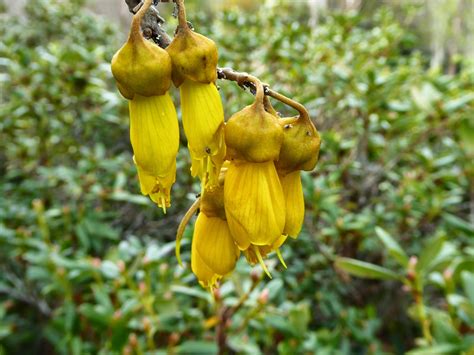 This means direct2florist florists can often deliver your flower order in lightning quick delivery times, meaning faster flower delivery even if you. Alan Jolliffe: The Kowhai New Zealand's National Flower