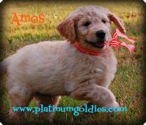 Goldilocks goldendoodles has goldendoodle puppies for sale in texas. amos4 300x258 Available Puppies | Goldendoodle puppy ...