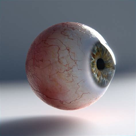 3d Model Animated Human Eye Photorealistic Cgtrader Human Eye