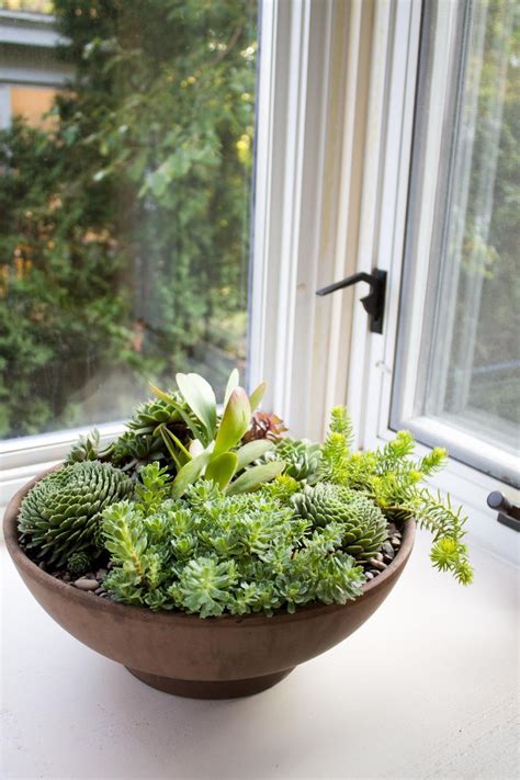They can tolerate indoor conditions better than other succulents and will add life to desks, tables. Indoor Succulent Container Gardens | Посадка суккулентов ...