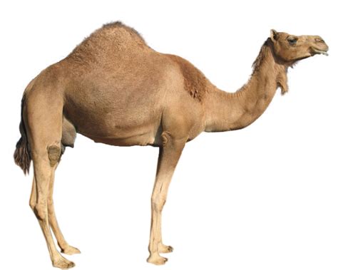 Camel Png Camel Transparent Background Freeiconspng