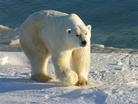 Oso Polar Origen Características Peligro De Extinción Y Mucho Más