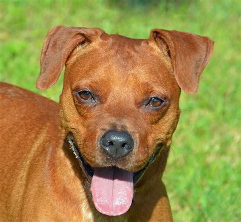 Five males and three females. Boxer Puppies Adoption Florida