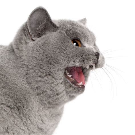 Scared British Shorthair Cat Hissing Stock Photo Image Of Furry