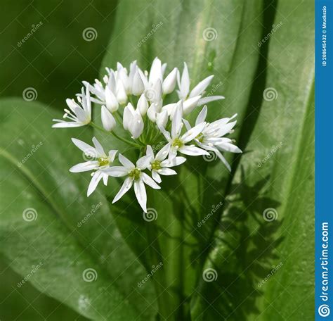 Wild Garlic Allium Ursinum Stock Photo Image Of Flower Herbs 208645432