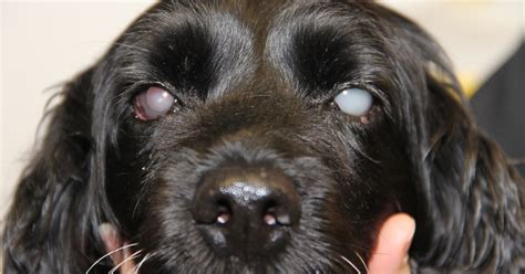 Suki is a 13 year old Springer Spaniel | Pete the Vet
