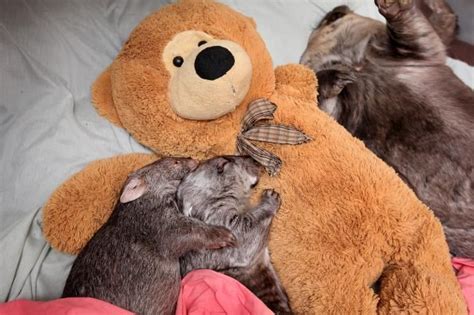 Wombat Group Cuddle Wombats Pinterest Cuddling Common Wombat